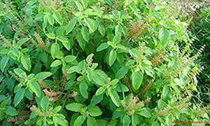 Tulsi - Holy Basil Supplement - Highest Potency, Maximum bio-availabilty, Made with Organic Herbs (Vegetarian Capsules, 120 Count) Harmony Nutraceuticals buy supplements Au