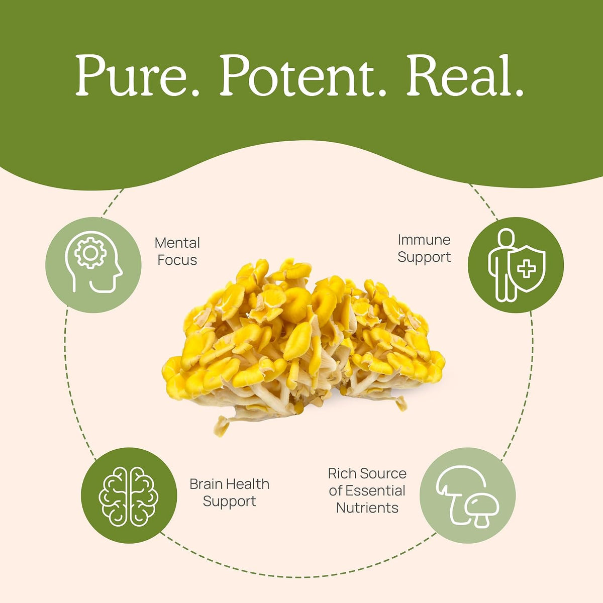 Real Mushrooms Ergothioneine (60ct) and Lions Mane (120ct) Bundle with Shiitake and Oyster Mushroom Extracts - Longevity and Cognition - Vegan, Gluten Free, Non-GMO