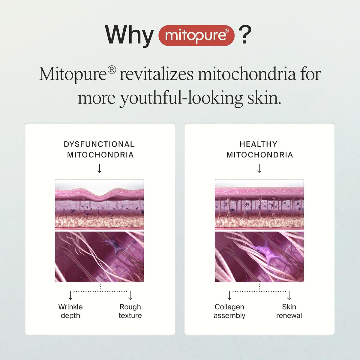 Timeline Mitopure™ - Dewy Cream Lightweight Moisturizer With Peptides to Hydrate, Plump & Protect Dry Skin - 1.7 Fl Oz