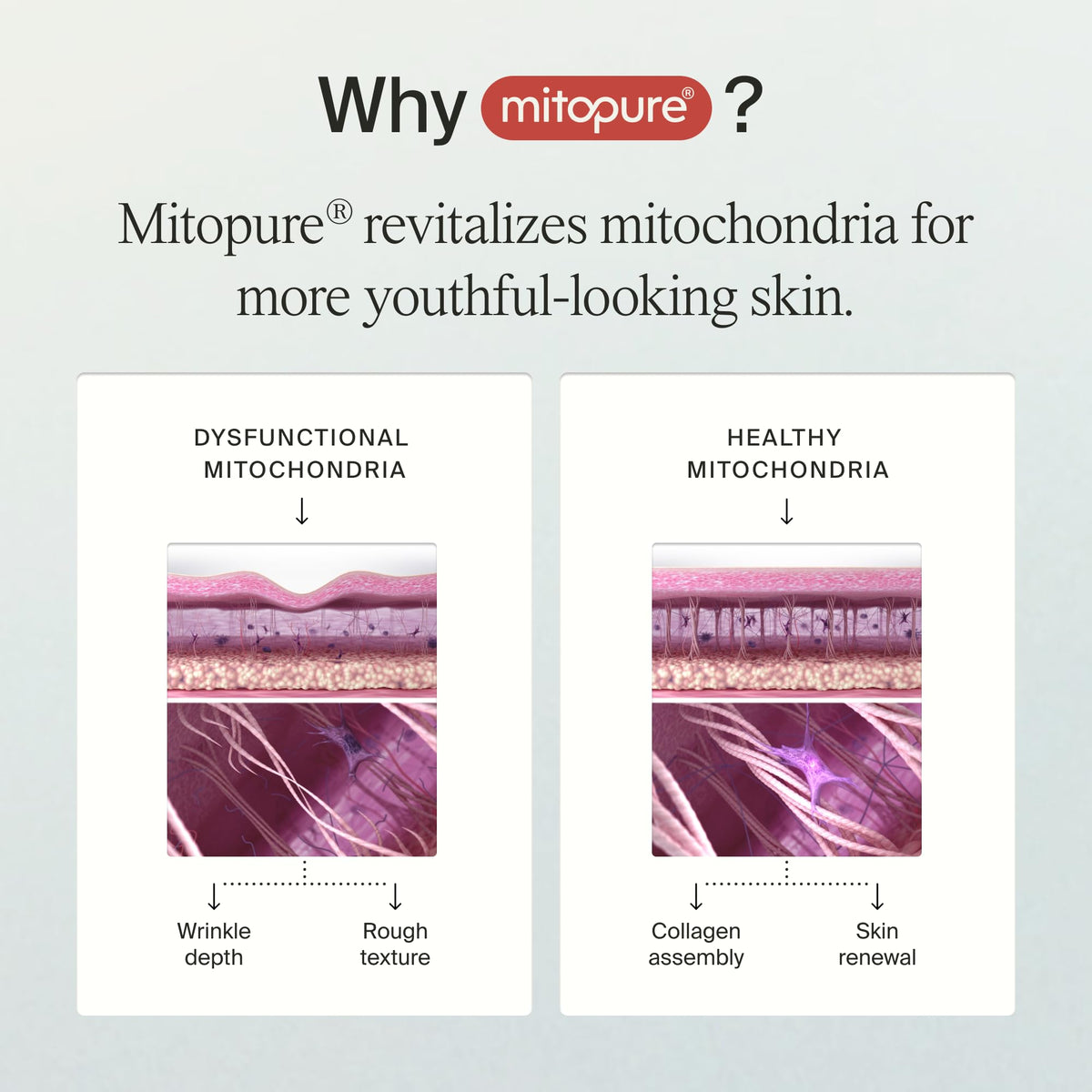 Timeline Mitopure™ Barrier Cream Nourishing Moisturizer With Peptides to Restore Dry Skin & Strengthen Barrier - 1.7 Fl Oz