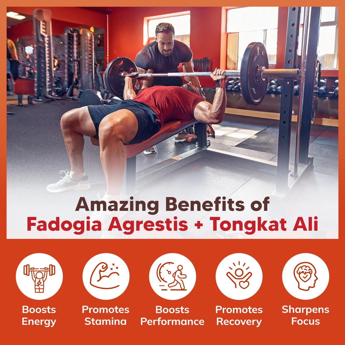 aSquared Nutrition Fadogia Agrestis 1000mg & Ali 400mg - 120 Capsules - Fadogia Agrestis Extract Supplement and Powder Complex Pills
