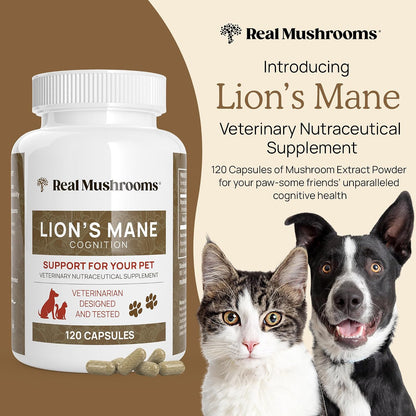 Real Mushrooms Lions Mane for Humans (60 Servings) and Pets (120ct) - Powder & Capsules Bundle for Cognition & Immunity - Vegan, Non-GMO, Gluten-Free, Grain-Free Mushroom Extract Supplements