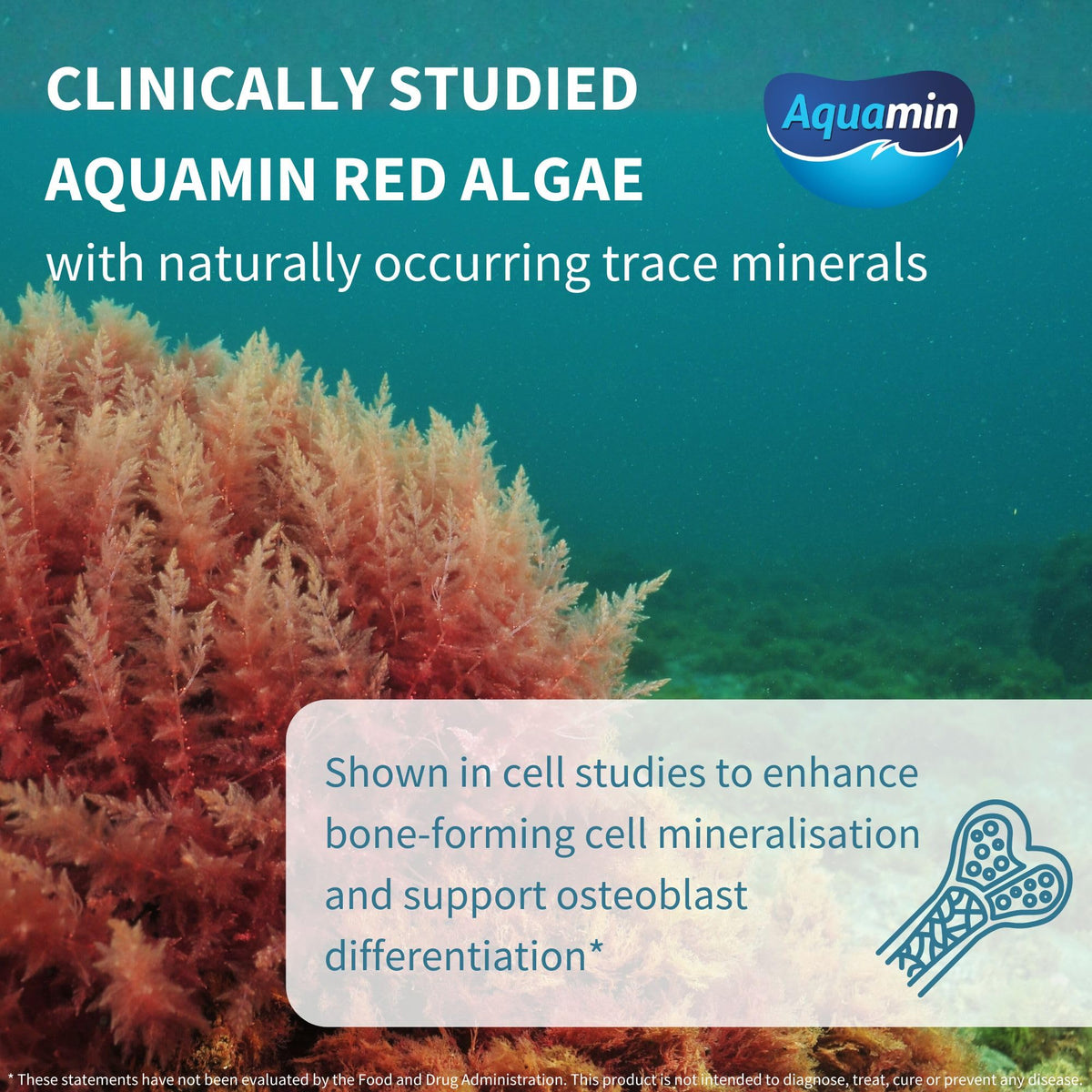 Igennus Red Algae Calcium Magnesium Complex, Comprehensive Bone Support with K2, D3 & Boron, High Absorption Minerals, Vegan & Plant Based, Non-GMO, 60 Tablets